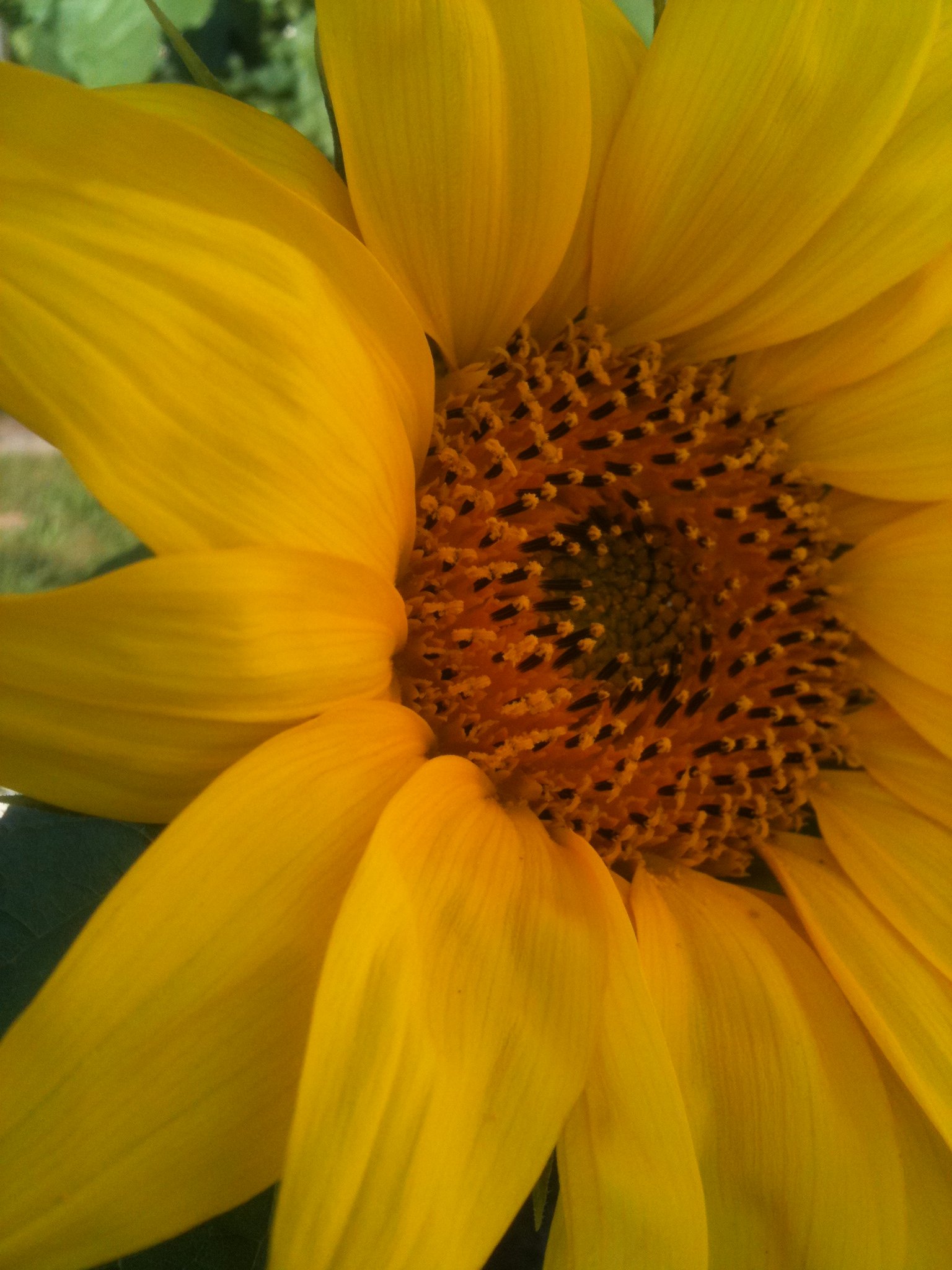 summer-office-photo-flower