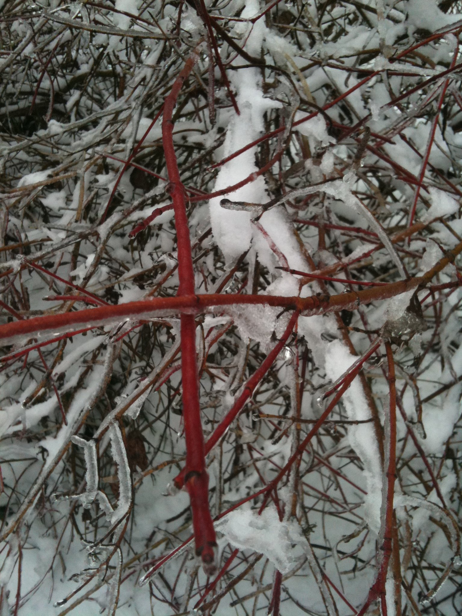 winter-office-photo-trees